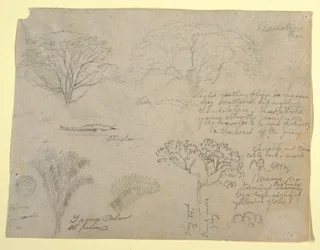 Serie med botaniske studier inkludert en alligator og et monstrøst tre, sett fra Rio Magdalena, Colombia