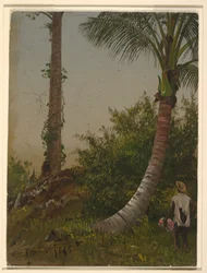Trær i Jamaica, Vestindia