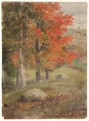 Skog om høsten