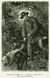 En trøffelsøker. Gravering av Lix for å illustrere historien A Through Alsace and Lorraine, av Charles Grad, tysk deputert, i 1884, i tour du monde 1886, regissert av Edouard Charton (1807-1890), Hachette, Paris.