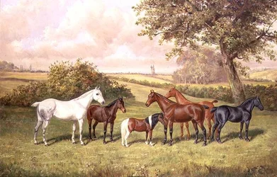 En gruppe ponnier