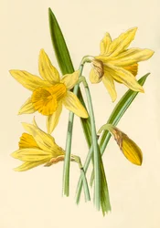 Påskelilje, 1877