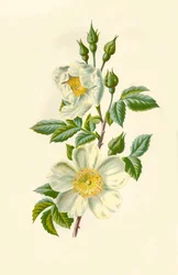 Villrose, 1877