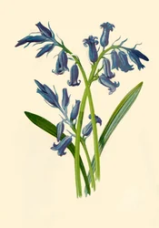 Hyasint, 1877