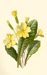 Primrose, 1877.