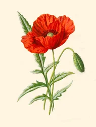 Skarlagenrød valmue, 1877