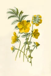 Silver-Weed, 1877.
