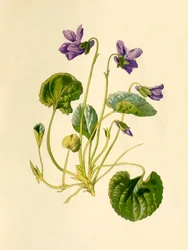 Søt fiolett, 1877.