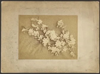Epleblomst
