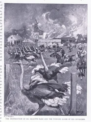Ødeleggelsen av Dr Smarts gård og strutsene løsnet, fra After Pretoria: The Guerilla War utgitt av Harmsworth Bros Limited, 1901