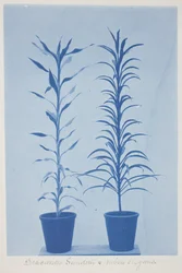 Draconas Sunderii et rubia elogans, slutten av 1800-tallet – begynnelsen av 1900-tallet (cyanotype på kremvevd papir)