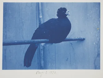 Great Curassow, 3. august