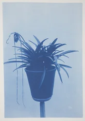 Uten tittel, slutten av 1800-tallet – begynnelsen av 1900-tallet (cyanotype på kremvevd papir)