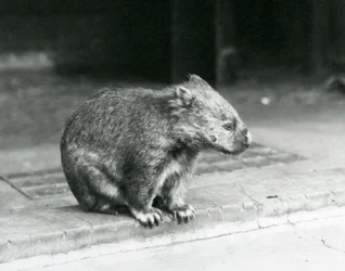 En barneset/vanlig/grovhåret wombat sitter på bakken i London Zoo i 1929 (s/hvitt-bilde)