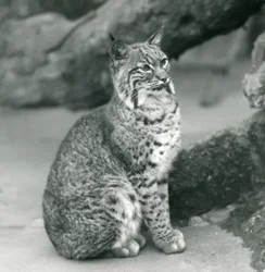 En Bay Lynx eller Bobcat sitter oppe i London Zoo, mars 1927