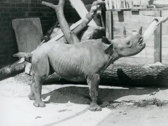 En svart neshornkalv som mates med flaske av sin dyrepasser, London Zoo, september 1928