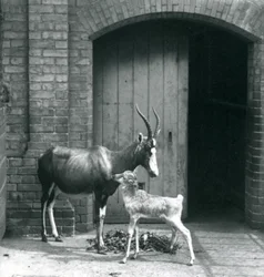 En blesbokkalv med moren i London Zoo, juni 1914