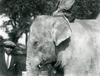 En burmesisk elefant med sin trener og en annen mann, London Zoo, september 1926