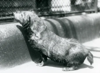 En buskhund i London Zoo, juni 1925