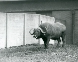 En kappe/afrikansk bøffelokse som står på bar jord, ved siden av betongveggen til innhegningen i London Zoo i 1928 (s/hv-bilde)