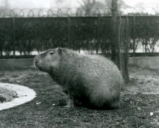 En Capybara som sitter i innhegningen i London Zoo i august 1927