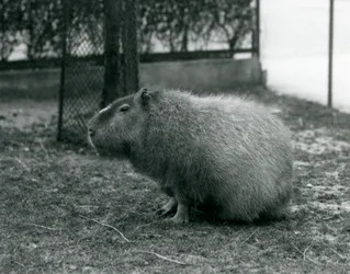 En kapybara som sitter i innhegningen sin i London Zoo i juni 1927