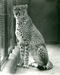 En gepard som sitter i innhegningen i London Zoo, oktober 1924