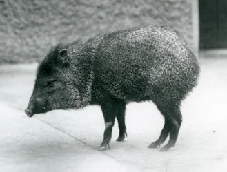 A Collared Peccary i London Zoo, 1927