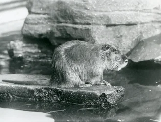 En Coypu sitter på en steinete avsats i et basseng i innhegningen i London Zoo, februar 1928 (s/hv-bilde)