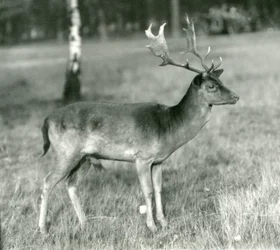 En dådyrbukk i London Zoo i oktober 1924