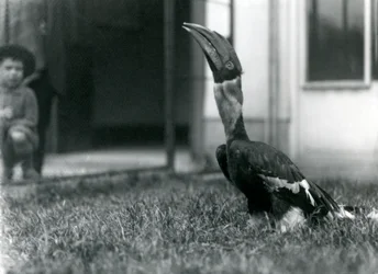 En hornfugl ser oppover mens han står på gresset i volieren, mens en liten gutt ser på i bakgrunnen, London Zoo, 1924
