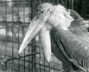 En større adjutantstork ved London Zoo i juli 1925