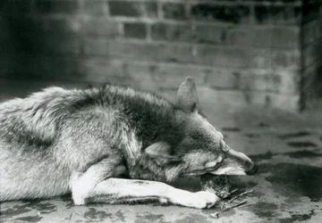En gråtømmerulv som lå ned for å spise i London Zoo i 1927