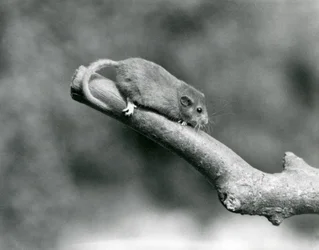 En Hassel/Common Dormouse på en gren, London Zoo