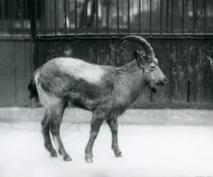 En steinbukk fra Himalaya som står ved London Zoo, 1927