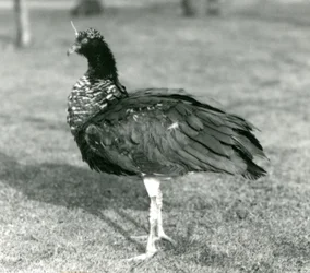 En Horned Screamer stående på gress i London Zoo i september 1927