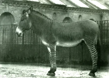 En hybrid sebra i innhegningen i London Zoo, 1924 (bw-bilde)