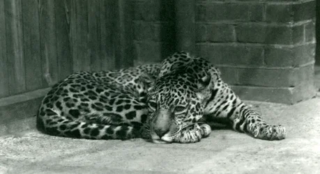 En Jaguar hviler i London Zoo i juni 1924