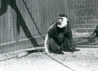 En kikuyu svart-hvit kolobusape som sitter i innhegningen sin i London Zoo i juli 1925