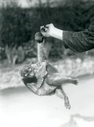 En viklebjørn henger med gripehalen fra fingeren til en dyrepasser, London Zoo, september 1925