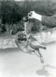 En viklebjørn henger med gripehalen fra fingeren til en dyrepasser, London Zoo, september 1925