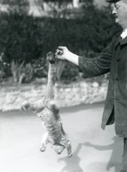 En viklebjørn som henger opp ned fra fingeren til en dyrepasser etter gripehalen, London Zoo, september 1925