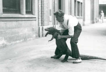 En Komodo-drage som holdes opp på bakbena, av en keeper ved London Zoo i august 1928 (s/hv-bilde)