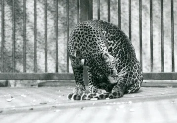 En leopard som sitter i innhegningen og pleier benet, London Zoo, 1927