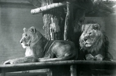 En løve og løvinne hviler på en høy plattform, i deres innhegning, London Zoo i 1929 (s/hv-bilde)