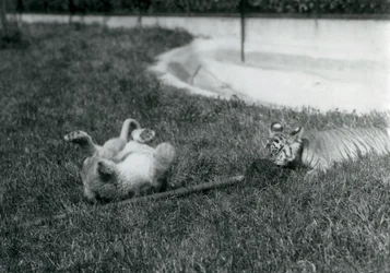 En løve- og tigerunge leker med en mopp, på gresset, ved et basseng, London Zoo, september 1925