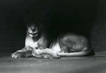 En løveunge som ligger med moren i skyggen bakerst i innhegningen, London Zoo, oktober 1925
