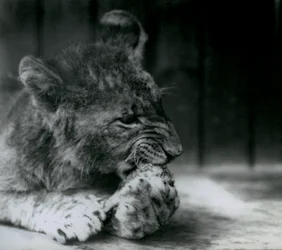 En løveunge matet i ZSL London Zoo i 1927