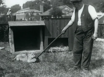 En løveunge leker med en mopp, holdt av vokteren, på gresset foran hiet, London Zoo, september 1925