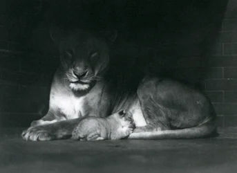 En løvinne og en unge som ligger i skyggen bakerst i innhegningen, London Zoo, oktober 1925